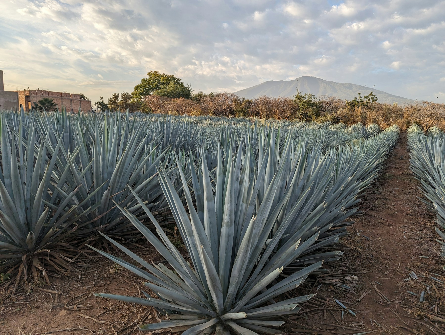 Campos de agave azul con el cerro de Tequila al fondo, en Tequila, Jalisco.