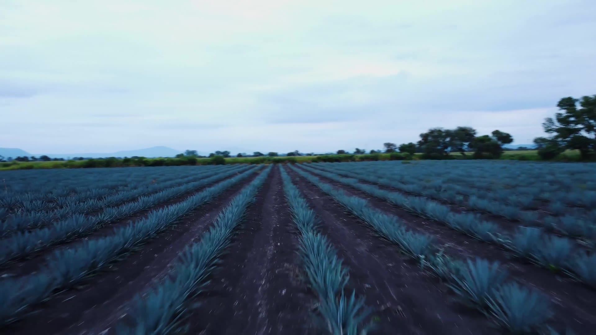 Cómo llegar a Tequila, Jalisco desde Guadalajara: auto, autobús, tren o tour